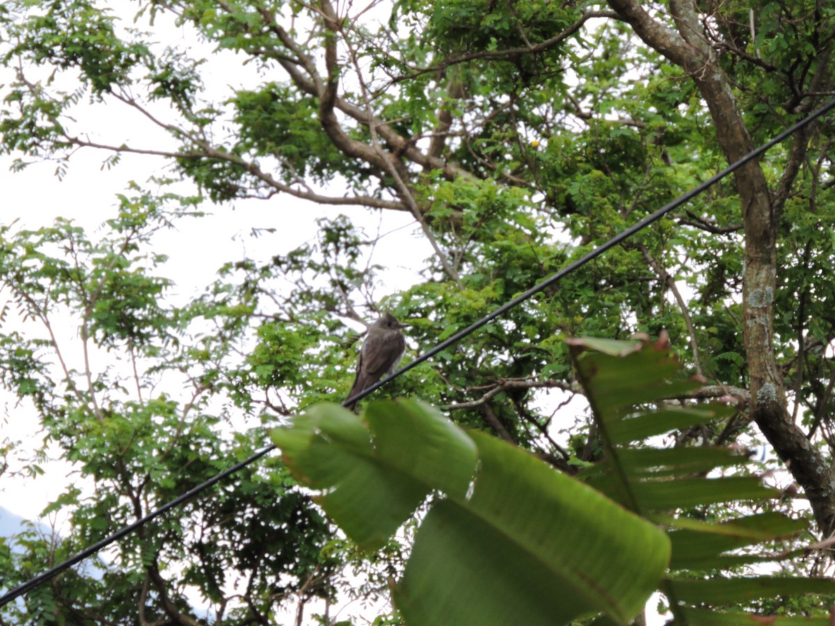 Greater Pewee - ML110899961