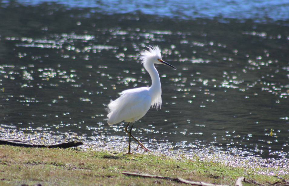 Snowy Egret - ML110900301