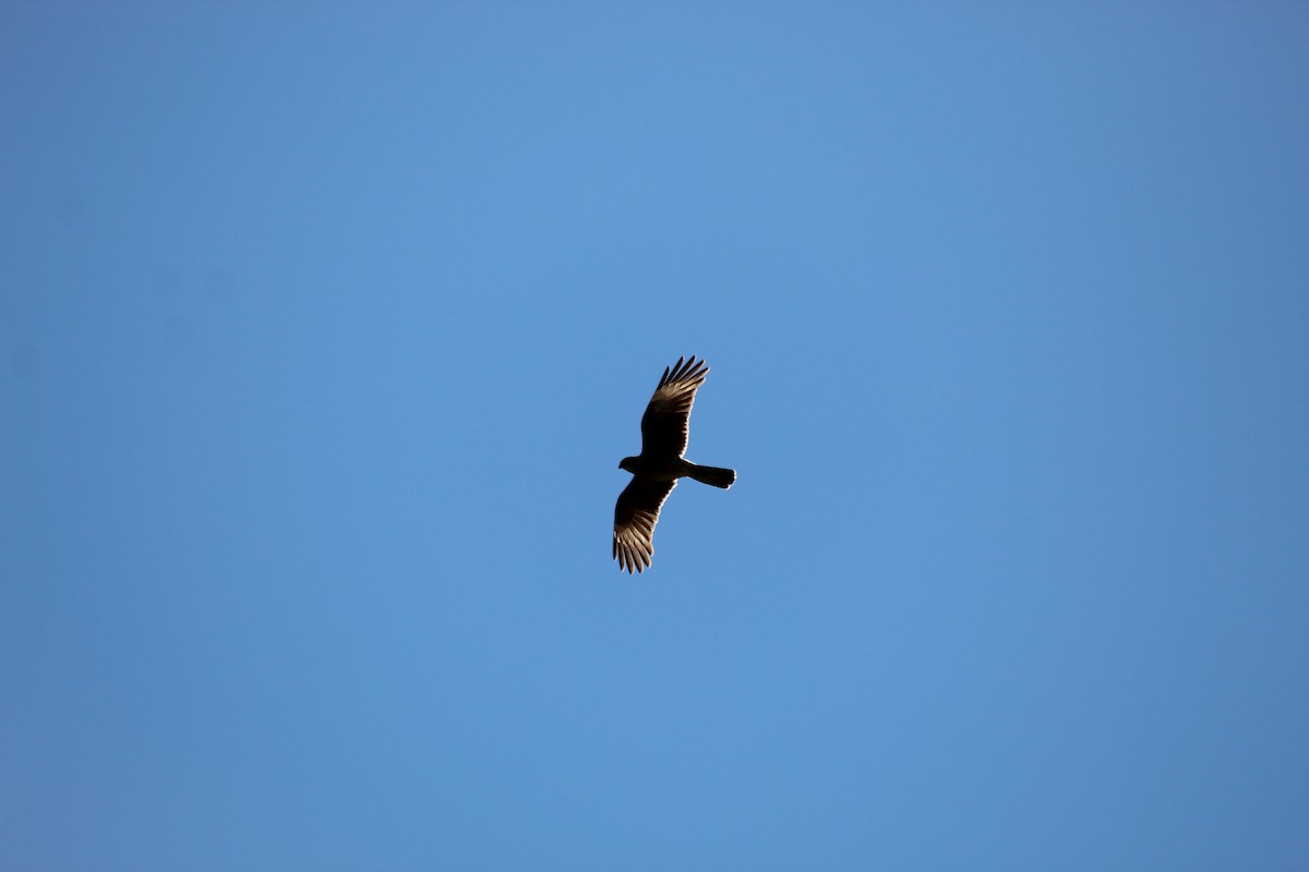 Chimango Caracara - ML110901001