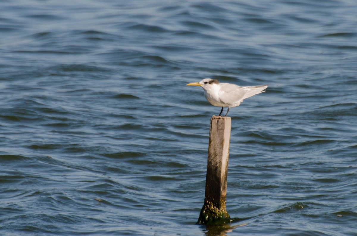 Sandwich Tern - ML110903441