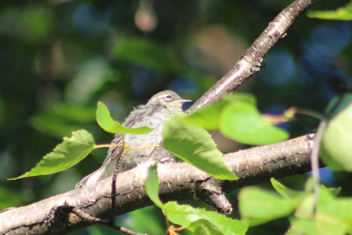 Yellow-rumped Warbler - ML110903601