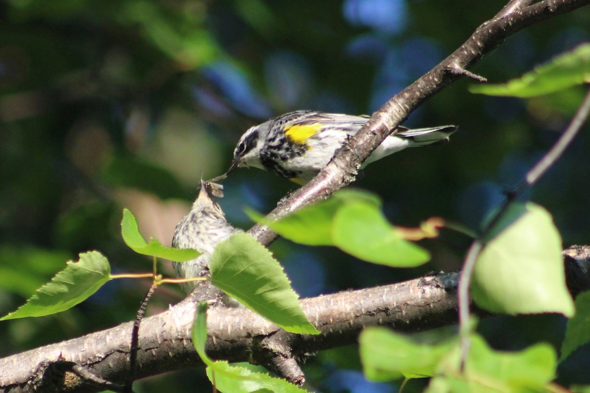 Yellow-rumped Warbler - ML110903651