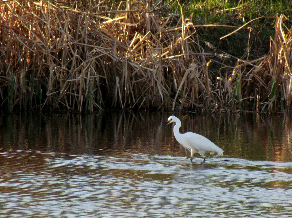 Snowy Egret - ML110904521