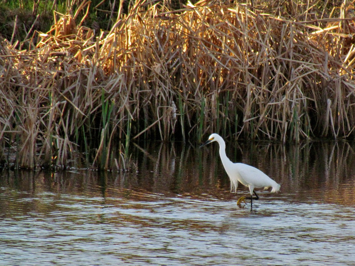 Snowy Egret - ML110904531