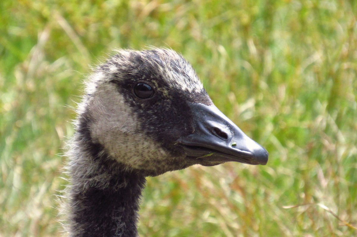 Canada Goose - ML110905221