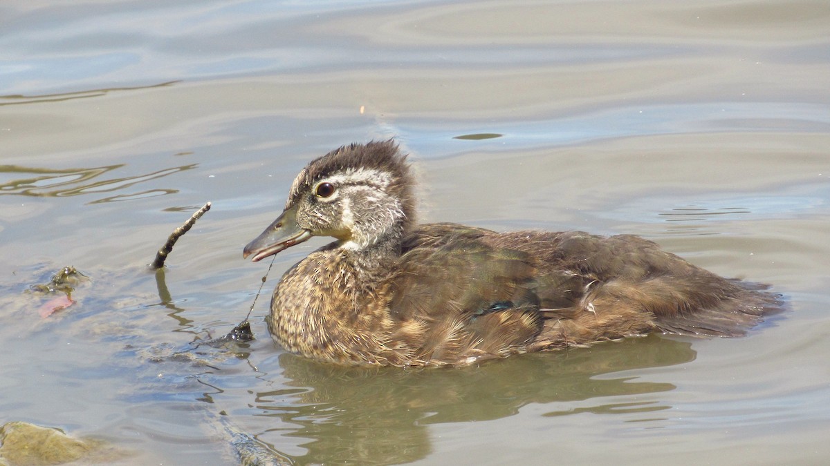 Wood Duck - ML110905361