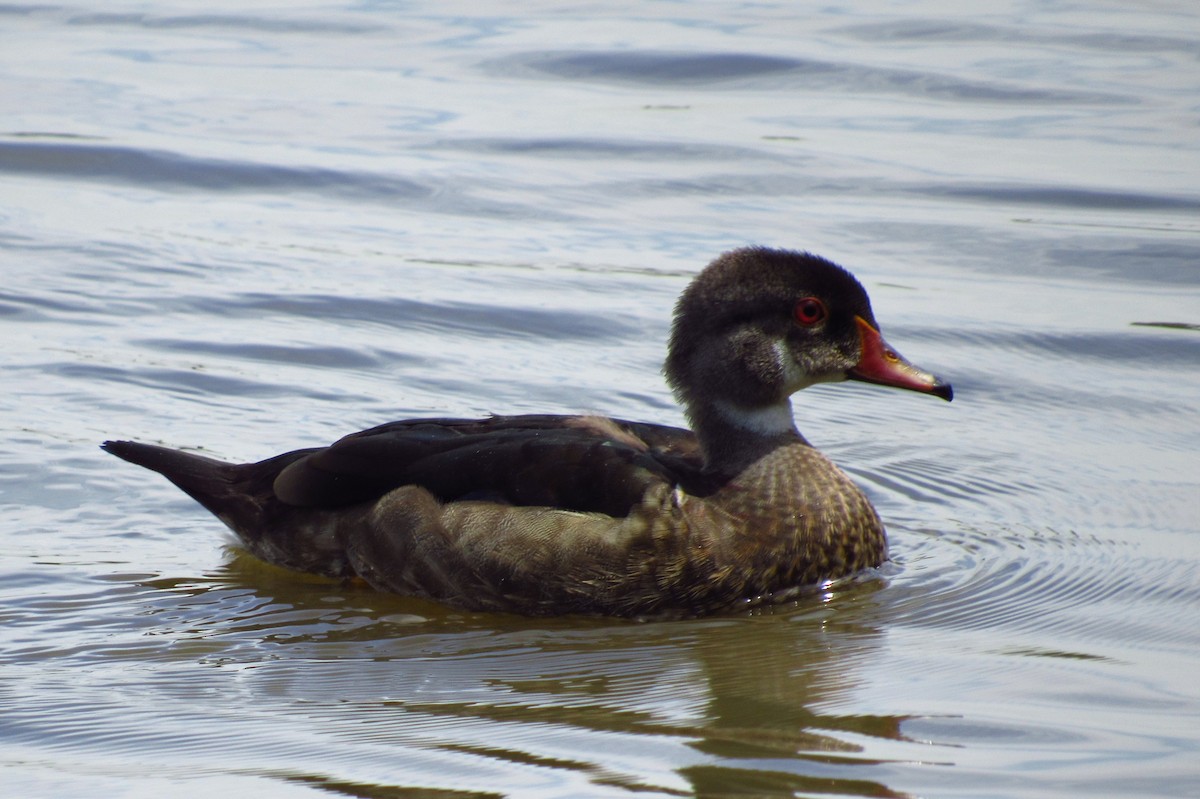 Wood Duck - ML110905441