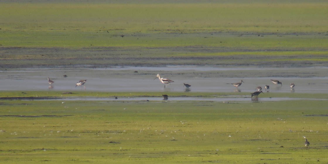 American Avocet - ML110905671