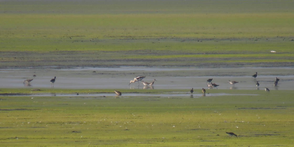 American Avocet - ML110905681