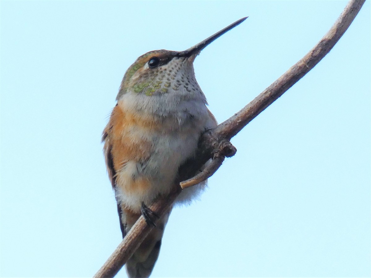 Rufous Hummingbird - ML110908051