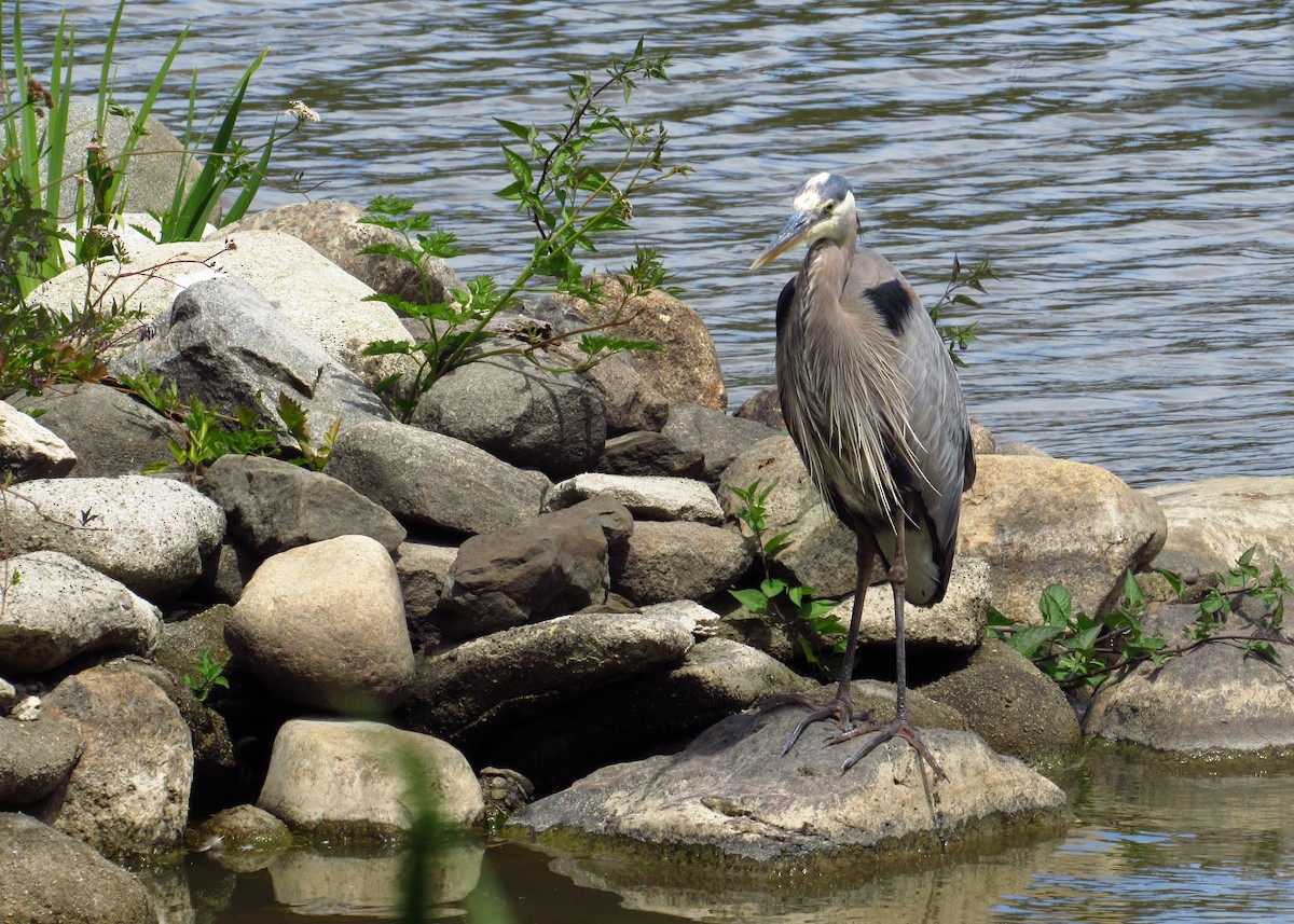 Great Blue Heron - ML110909651