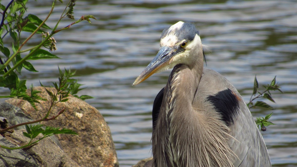 Great Blue Heron - ML110909661