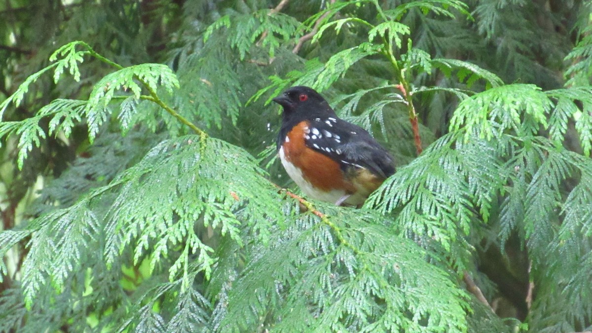 Spotted Towhee - Eric Walther