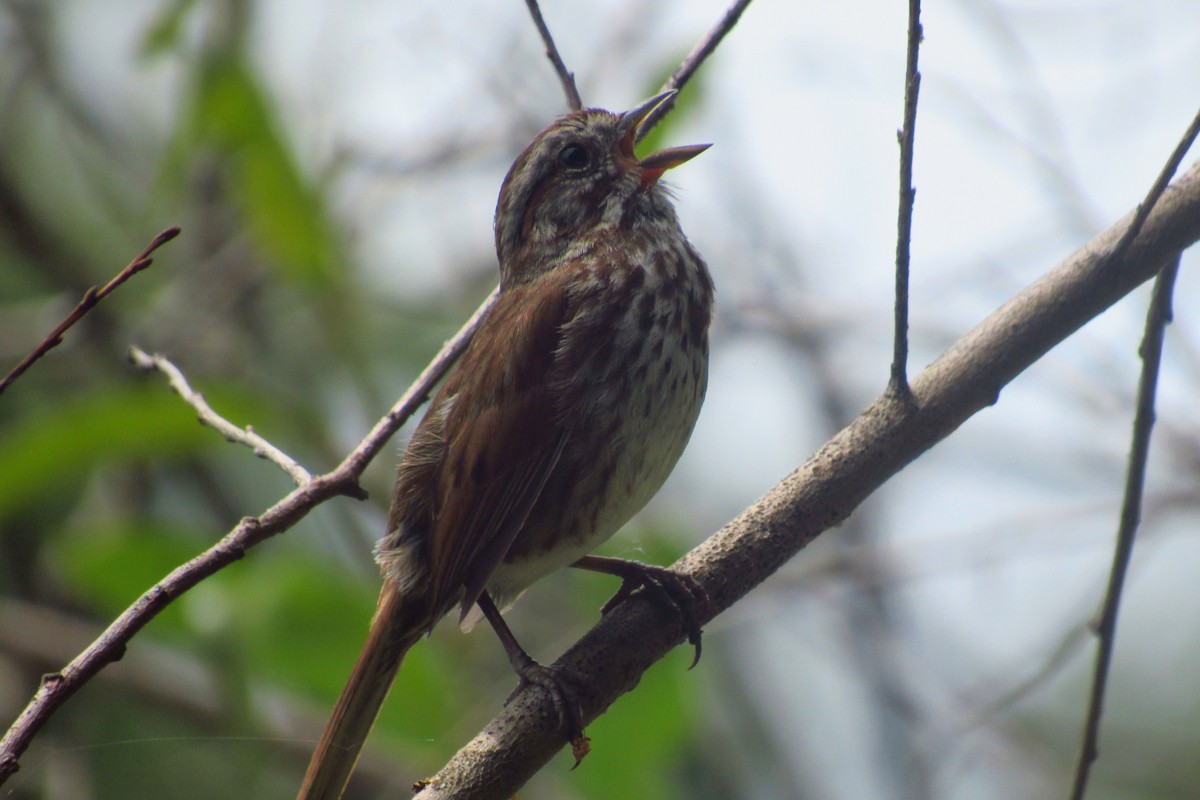 Song Sparrow - ML110909791