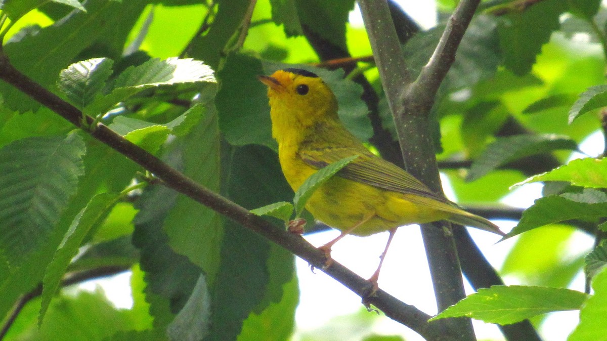 Wilson's Warbler - ML110909811