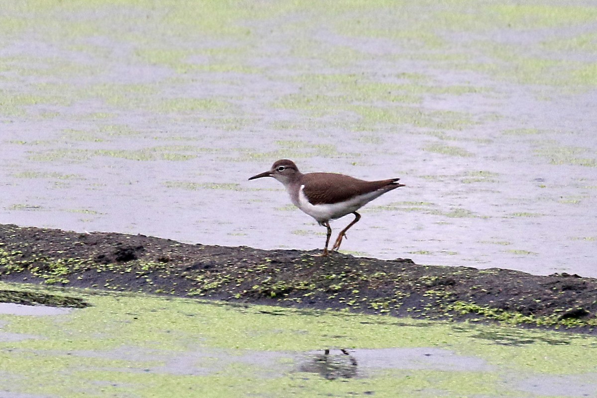 Spotted Sandpiper - ML110910411