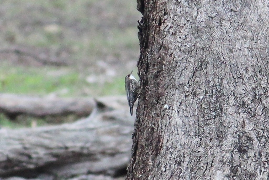 White-throated Treecreeper - ML110910581