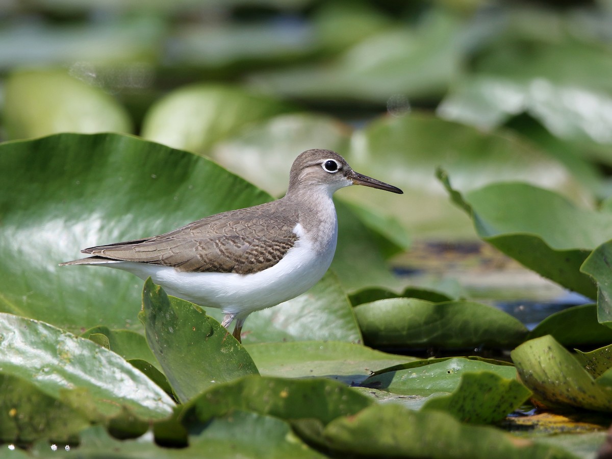 Spotted Sandpiper - Jake  Dingel