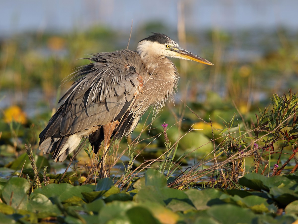 Great Blue Heron - ML110911071