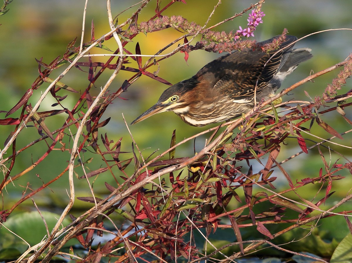 Green Heron - ML110911211