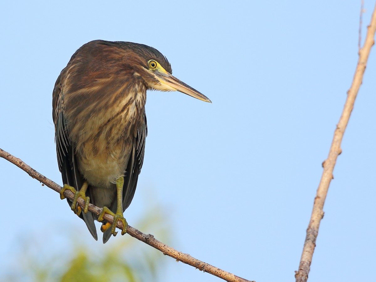 Green Heron - Jake  Dingel