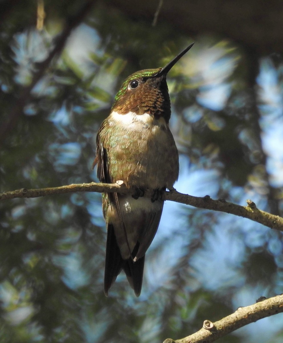 Ruby-throated Hummingbird - Jean Crépeau