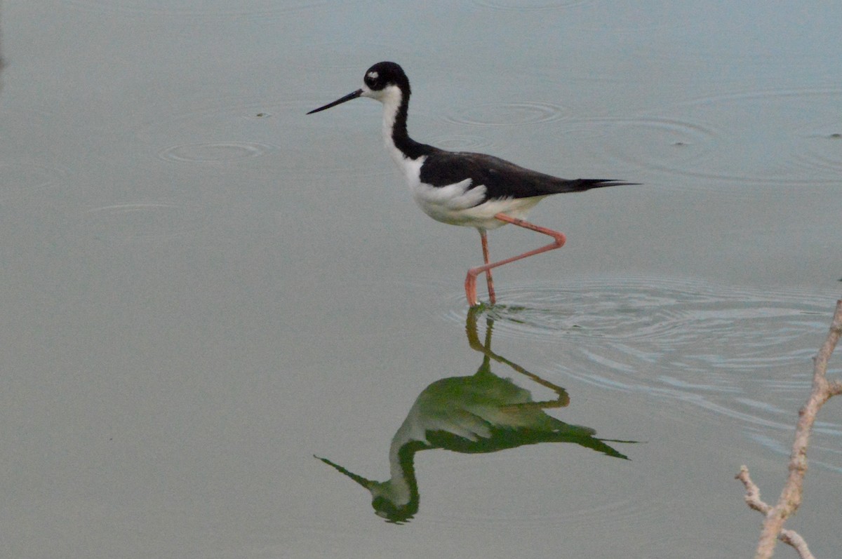 Black-necked Stilt - ML110911491