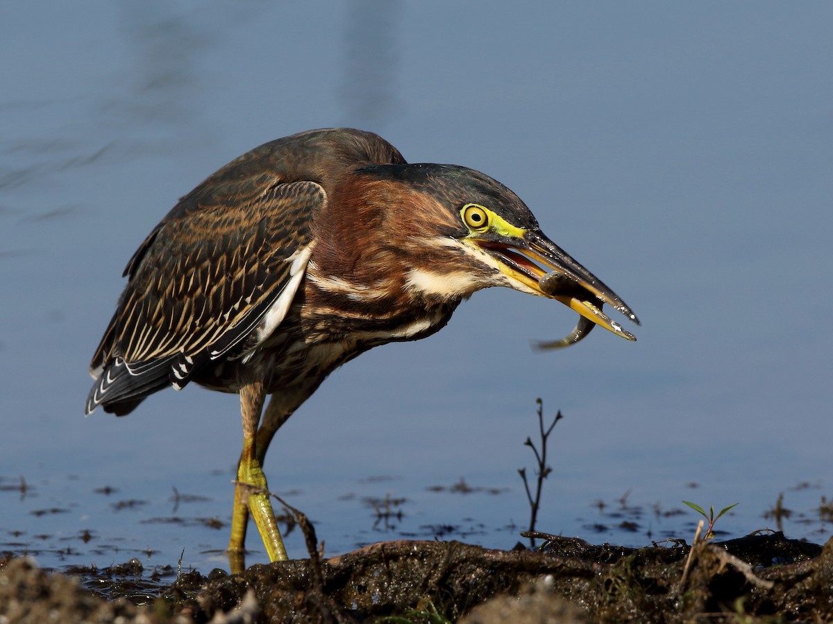 Green Heron - ML110911531