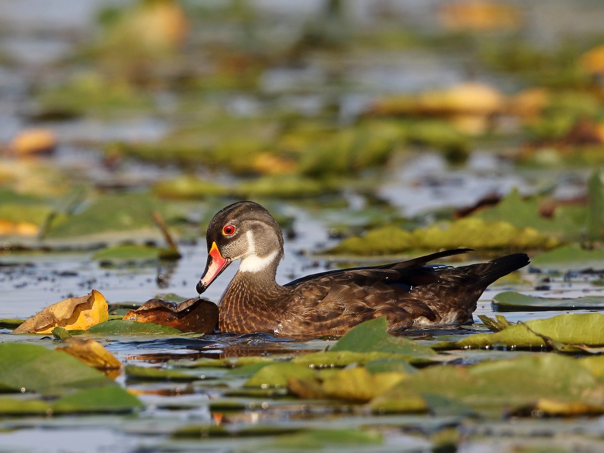 Wood Duck - Jake Dingel