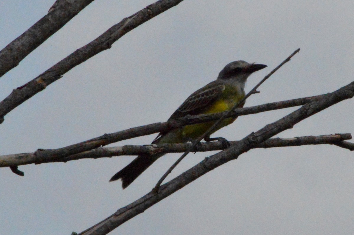 Couch's Kingbird - ML110912171