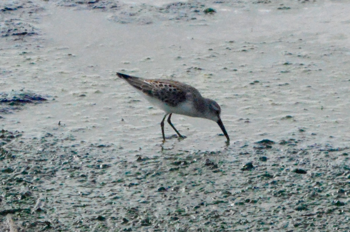 Western Sandpiper - ML110912401