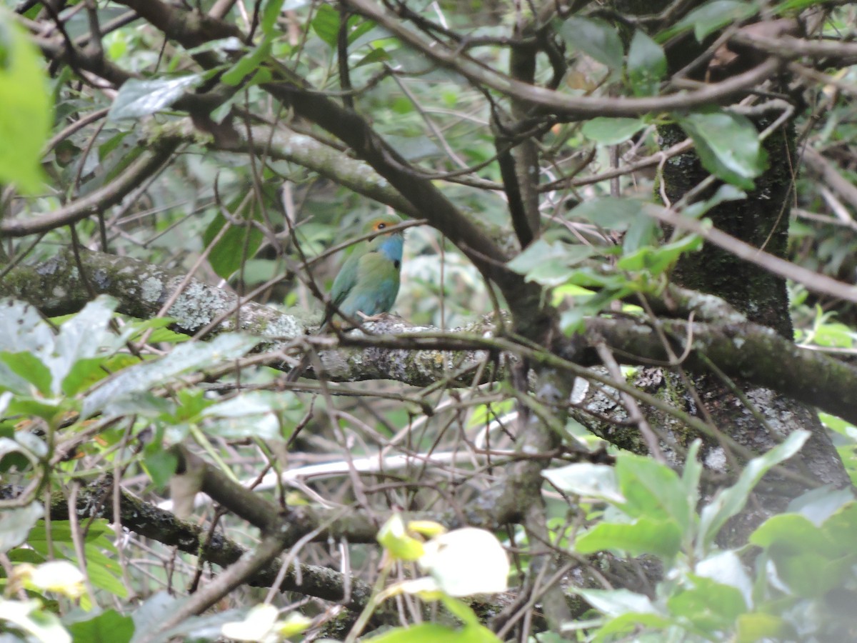 Blue-throated Motmot - ML110912931