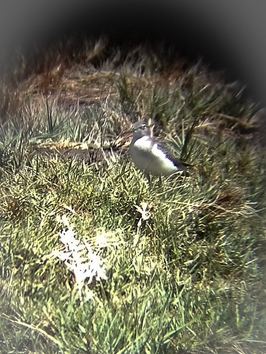 Solitary Sandpiper - ML110914231