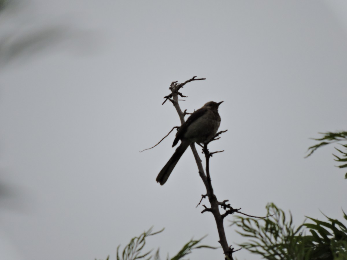 Tropical Mockingbird - ML110915981