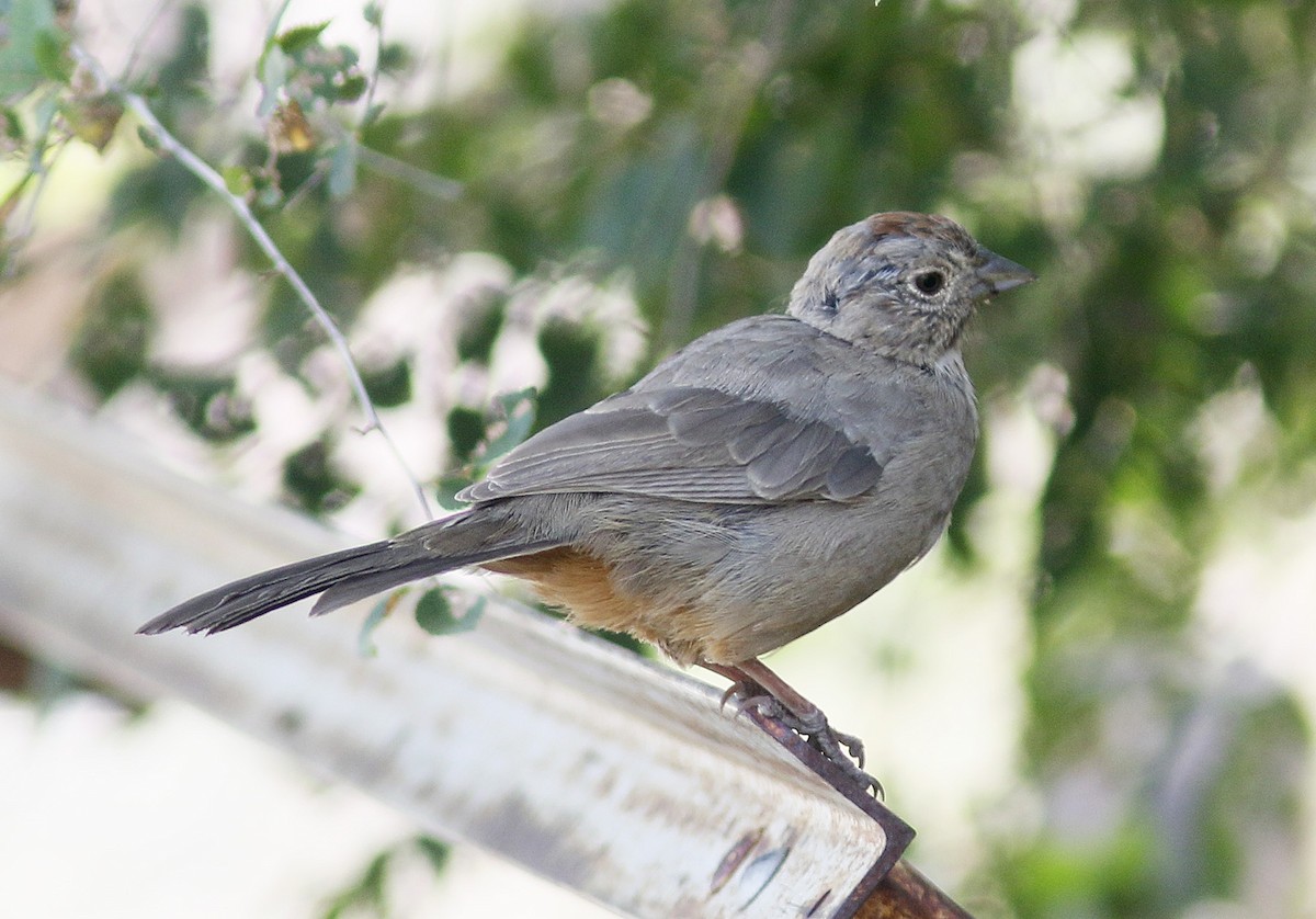 Canyon Towhee - ML110916191