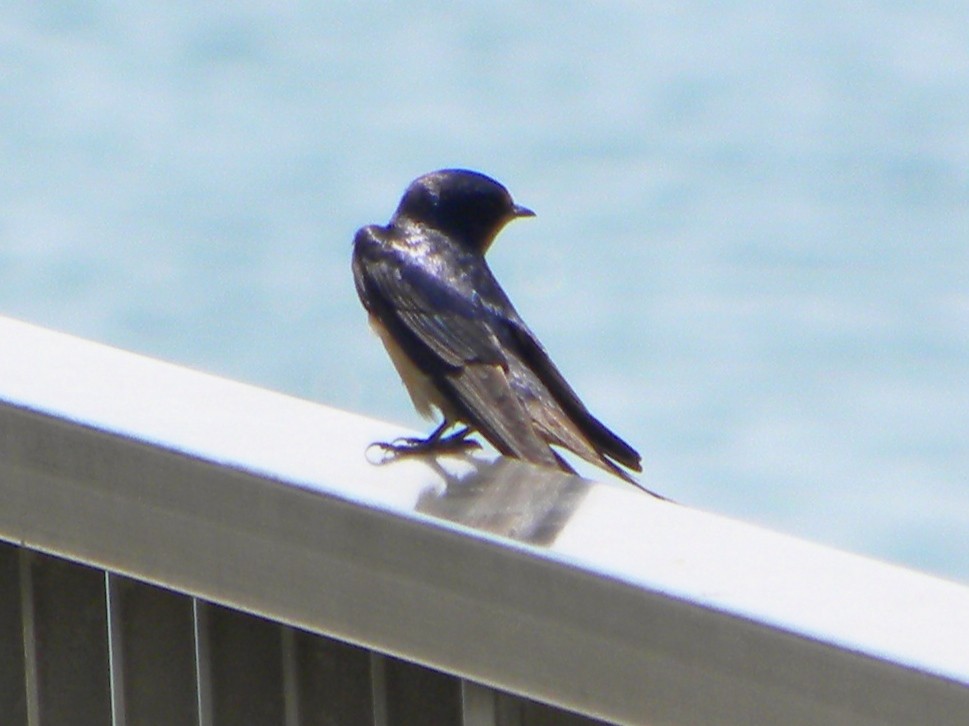 Barn Swallow - Anonymous