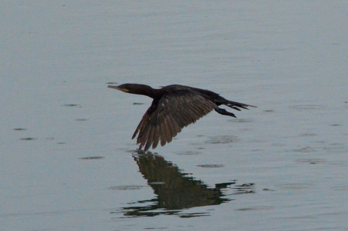 Neotropic Cormorant - ML110920561