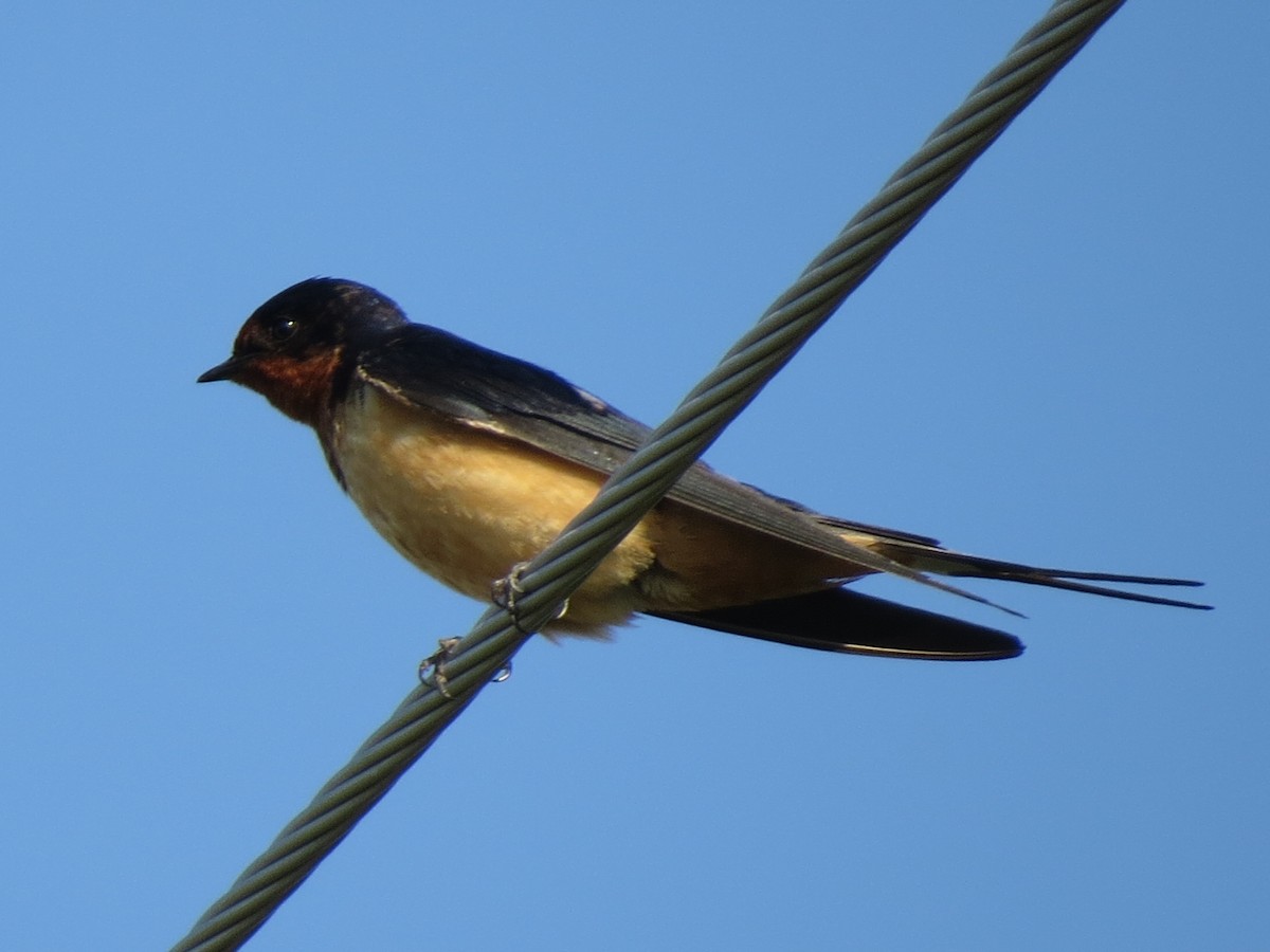 Barn Swallow - ML110920941