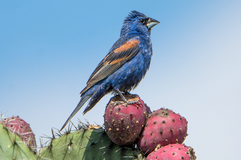 Blue Grosbeak - ML110921191