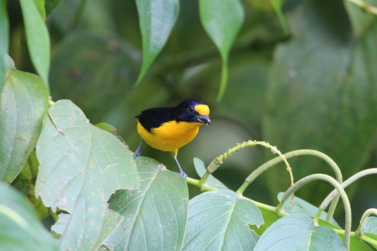 Violaceous Euphonia - John Drummond