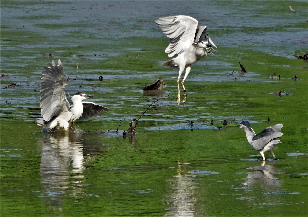 Black-crowned Night Heron - ML110923121