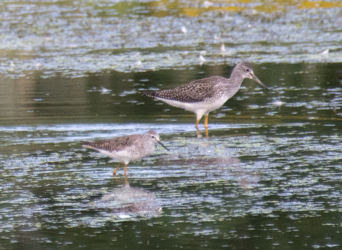 Lesser Yellowlegs - Buddy M