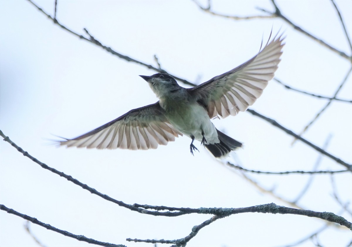 Eastern Kingbird - ML110923171