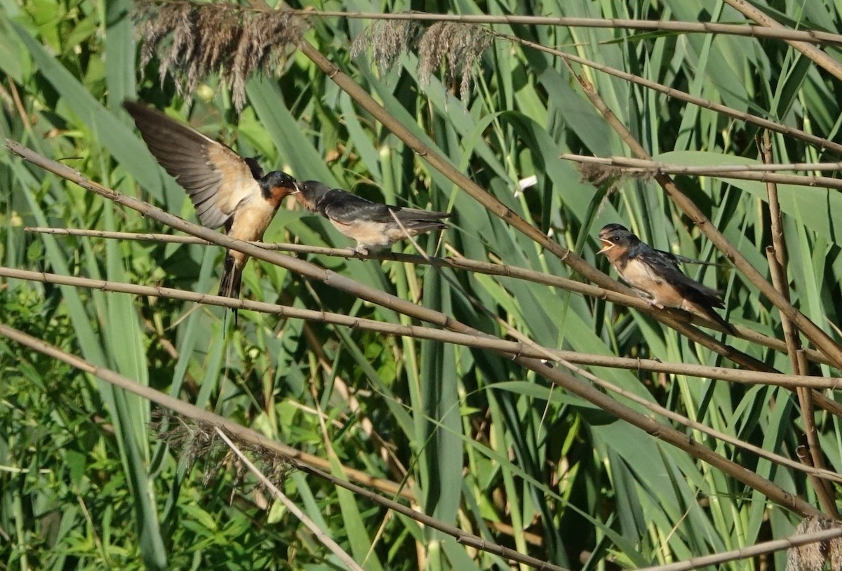 Hirondelle rustique - ML110923611