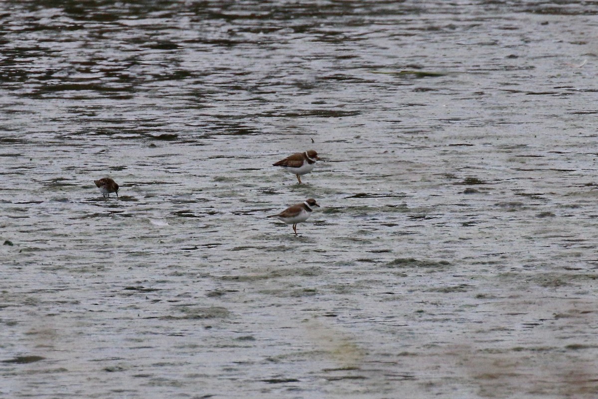 Semipalmated Plover - ML110924611