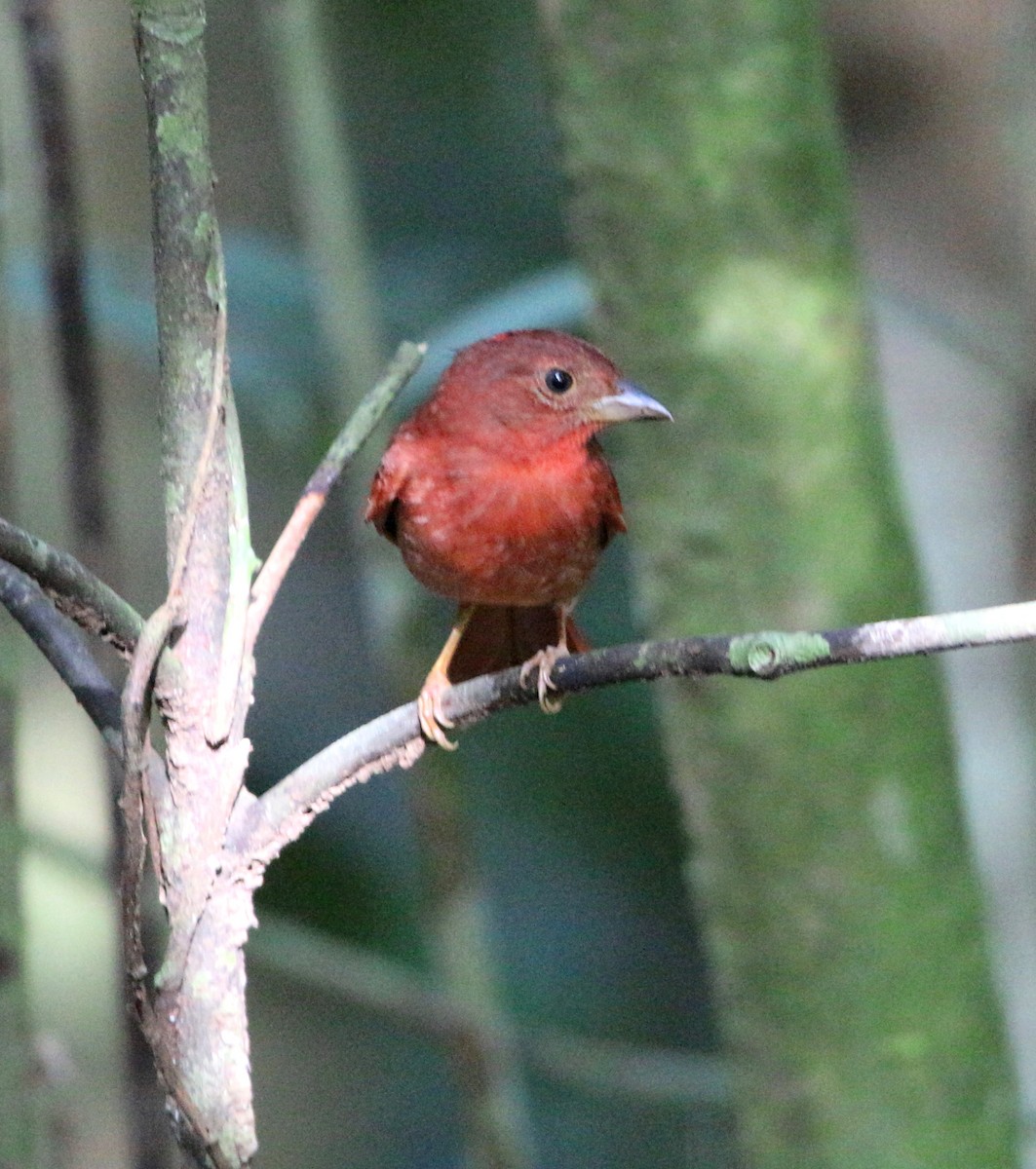 Red-crowned Ant-Tanager - ML110925961
