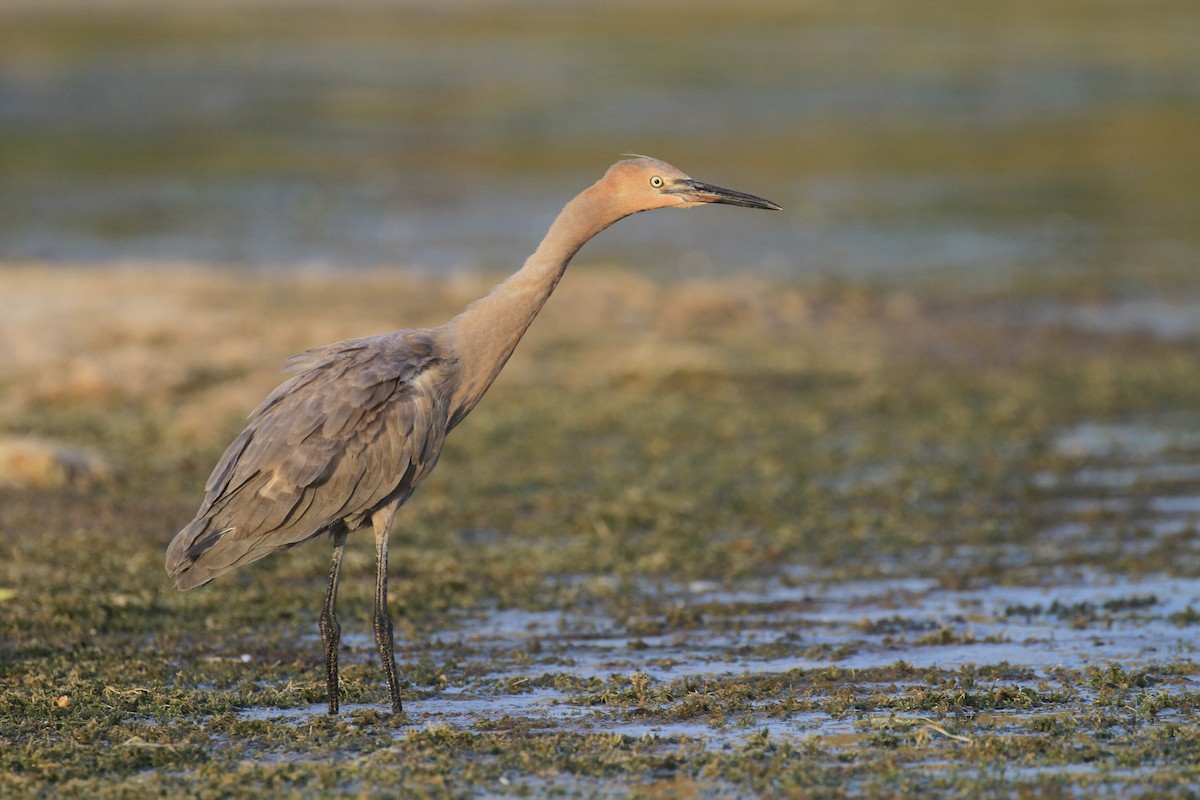 Reddish Egret - ML110926611