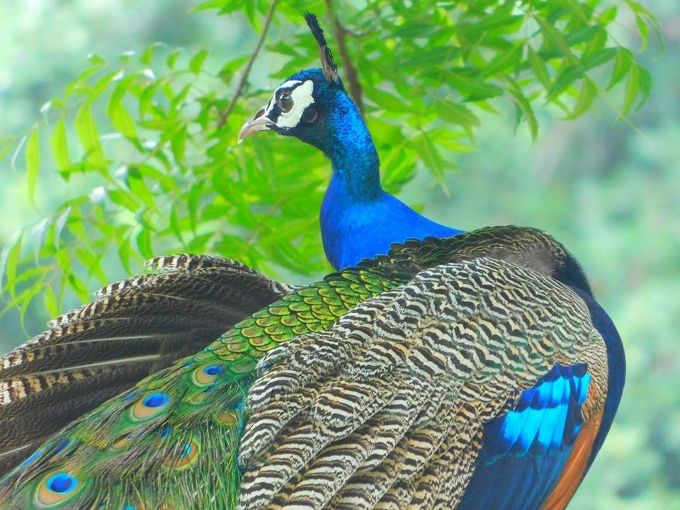 Indian Peafowl - ML110927931