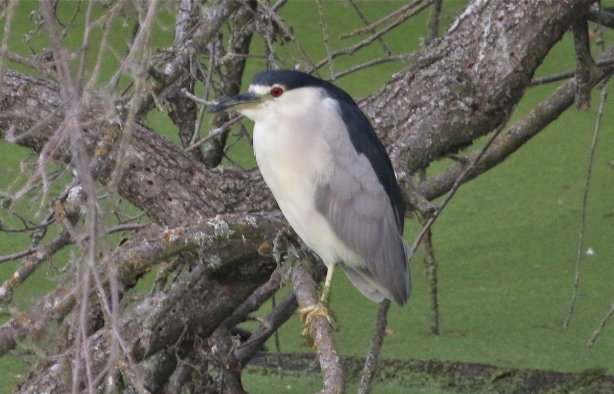 Black-crowned Night Heron - ML110931471