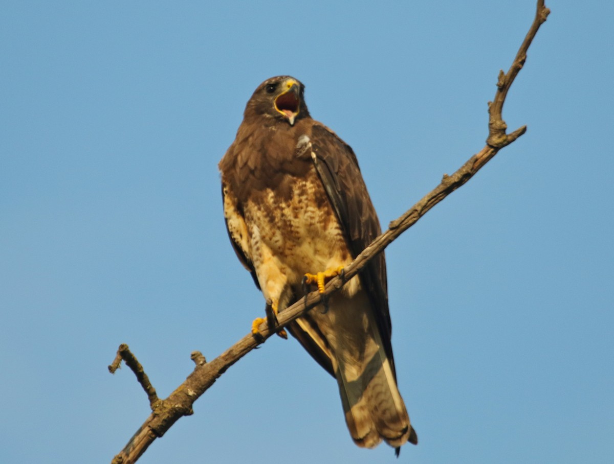 Swainson's Hawk - Gil Ewing